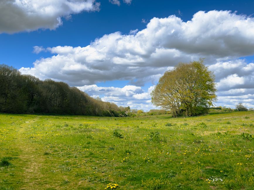 A wide, open grassy meadow with a narrow dirt footpath running across the foreground, surrounded by a mixture of deciduous trees with fresh green foliage and dense woodland on the left. In the distanc