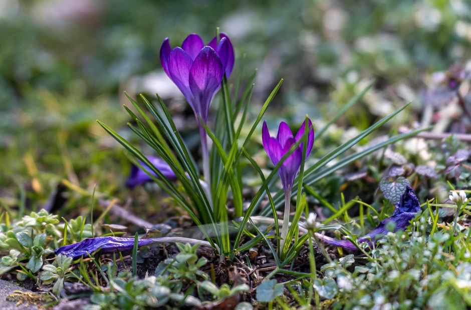 A cluster of fresh green plant shoots emerging from dark, damp soil covered with decaying brown leaves and small twigs. The leaves are elongated, smooth, and pointed, with some still in the bud stage,